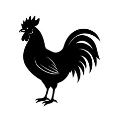 rooster isolated on white background