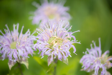 Beebalm Monarda taken in southern MN