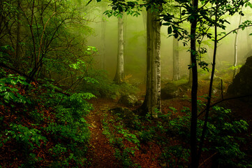 Beech forest landscape in the fog. Magical picture of a foggy forest in Carpathian Mountains of Romania.