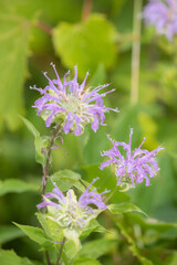 Fototapeta premium Beebalm Monarda taken in southern MN
