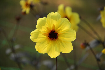 Dahlia jaune en été au jardin