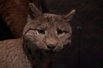 Stuffed Lynx With Intense Yellow Eyes In A Dark Setting