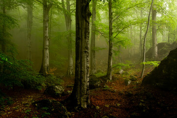 Beech forest landscape in the fog. Magical picture of a foggy forest in Carpathian Mountains of Romania.