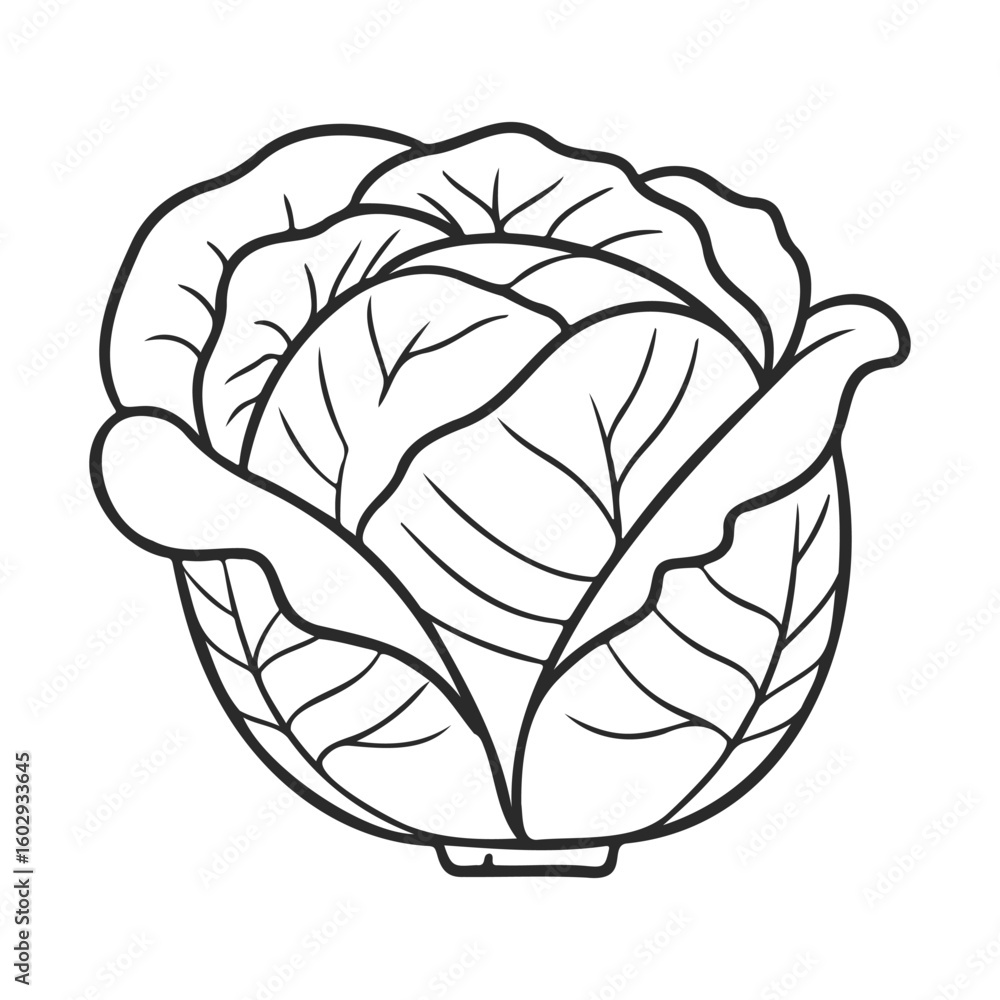 Poster detailed line art of cabbage with intricate leaf patterns – stock vector icon in line style