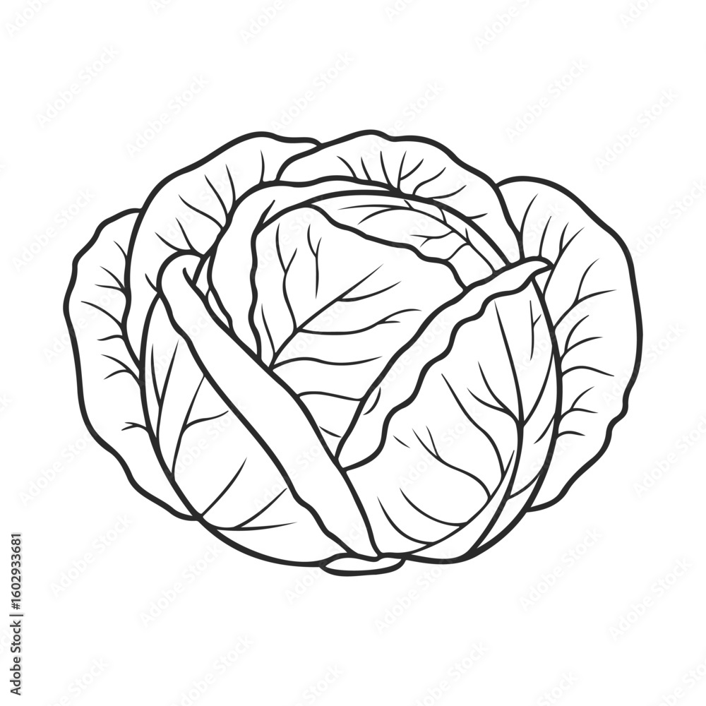 Poster outline drawing of cabbage with intricate leaf details – stock vector icon in line style