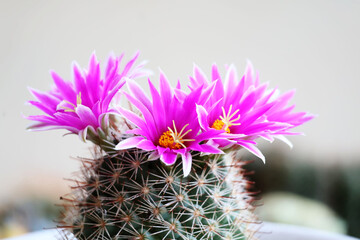 Mammillaria cactus
Deep pink flowers bloom above thorns in a white plastic pot.

