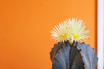 The Astrophytum cactus has yellow flowers and green stems with white spots all over the plant, which contrasts with the orange background.

