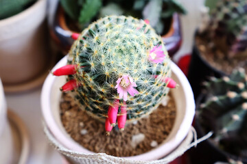 Mammillaria cactus has pale pink flowers and bright red pods surrounding the lower plant in a terracotta pot.