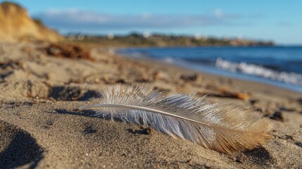 A delicate feather rests on the sandy beach.