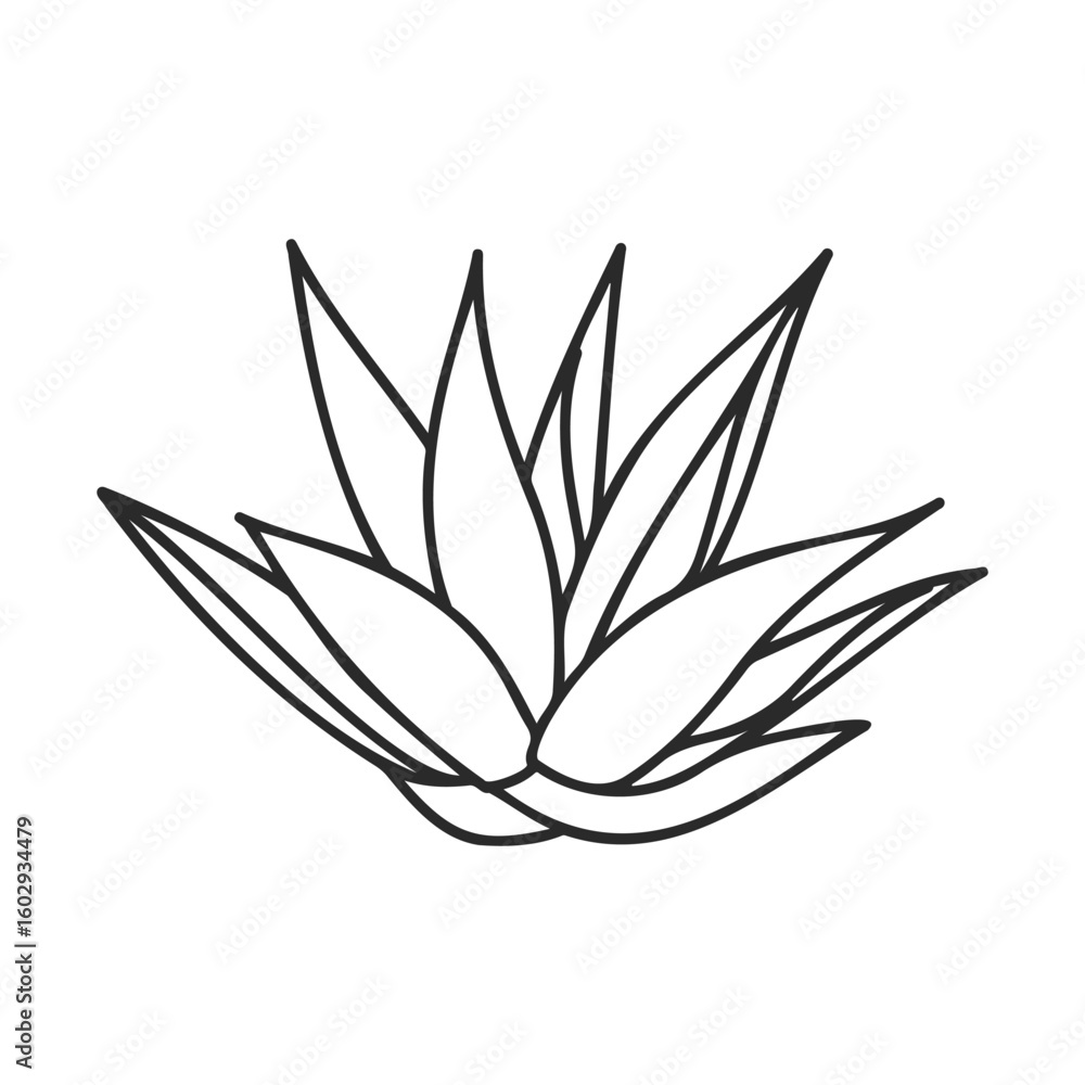 Poster minimalist line drawing of succulent plant with sharp leaves – stock vector icon in line style