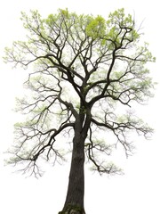 Fototapeta premium Stunning old tree with green leaves against a bright white background