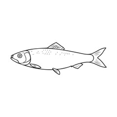 Fototapeta premium Black and white illustration of a fish with detailed line art design – stock vector icon in line style