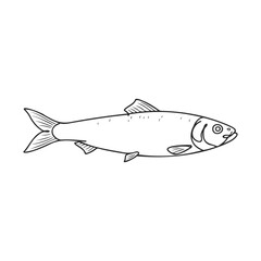 Black and white salmon sketch with detailed outline on white background – stock vector icon in line style