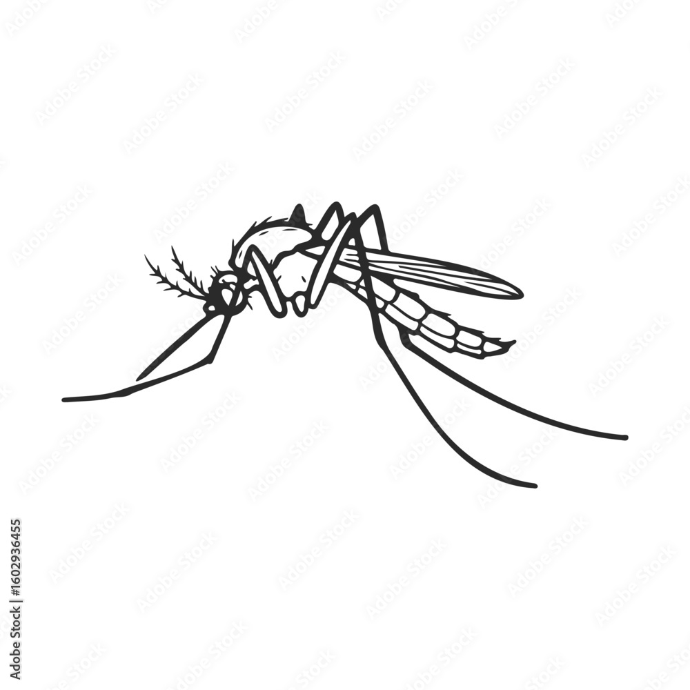 Poster simple line drawing of mosquito on white background – stock vector icon in line style