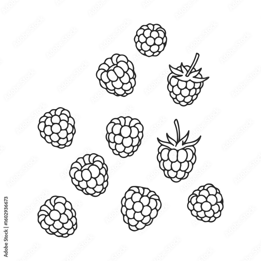 Poster black and white raspberry outline illustration with detailed berry patterns – stock vector icon in l