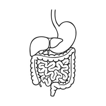 Black and white diagram of human digestive system with stomach, liver, and intestines &ndash; stock vector icon in line style