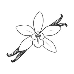 Illustration of vanilla flower with pods on white background – stock vector icon in line style