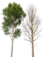 Obraz premium Vibrant green tree contrasts stark bare tree symbolizing change and seasons white background