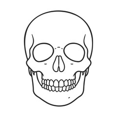 Simple black and white human skull line drawing with detailed teeth &ndash; stock vector icon in line style