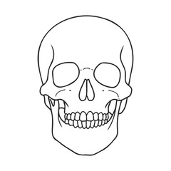 Detailed black and white illustration of human skull front view anatomy – stock vector icon in line style