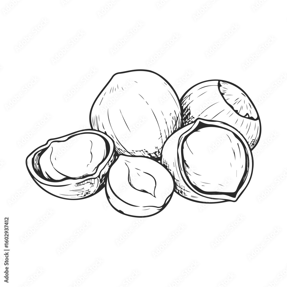 Poster black and white sketch of whole and cracked hazelnuts with shells – stock vector icon in line style