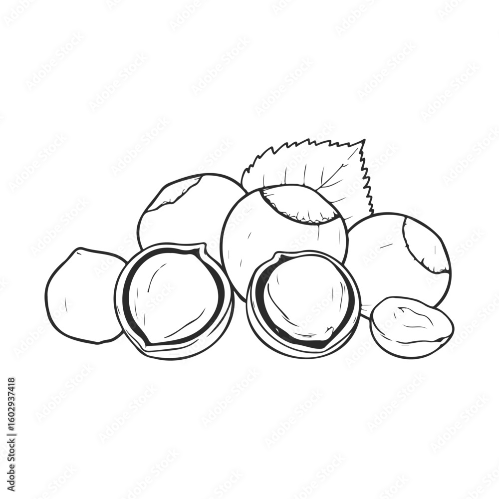 Poster outline drawing of hazelnuts with leaves – stock vector icon in line style