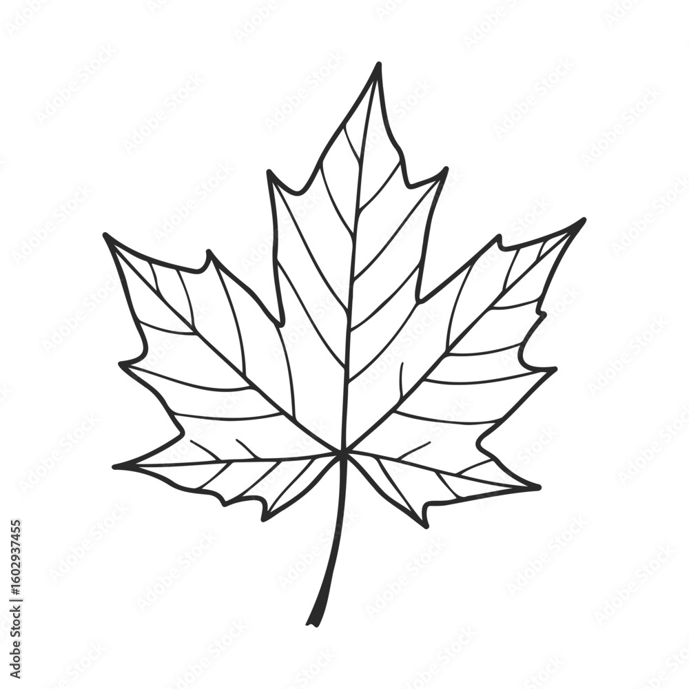 Poster outline of a maple leaf with detailed veins on a white background – stock vector icon in line style