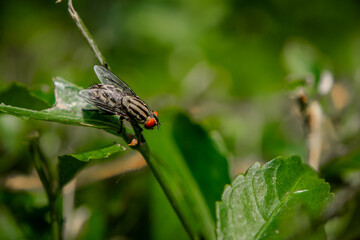 Sharp macro photo of a housefly perched on a green leaf, highlighting detailed wing texture, red eyes, and striped body. Vivid natural bokeh adds freshness