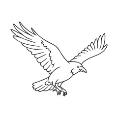 Obraz premium Flying crow line drawing with detailed outstretched wings on white background – stock vector icon in line style