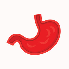 Red stomach organ internal anatomy vector illustration human