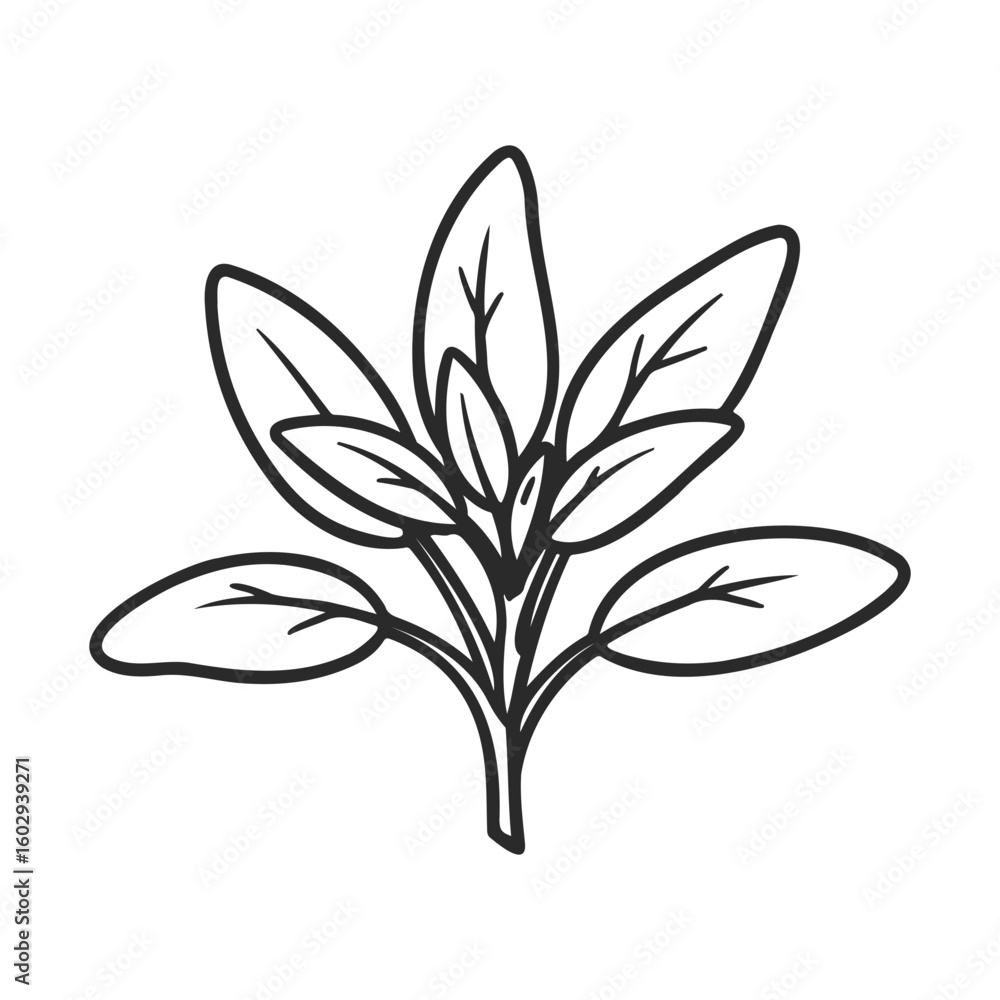 Poster simple line drawing of spinach leaves on white background – stock vector icon in line style