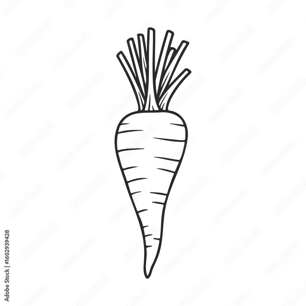 Poster black and white carrot drawing with detailed line art and simple style – stock vector icon in line s