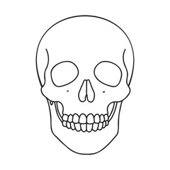 Human skull outline drawing on white background – stock vector icon in line style