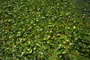 Water poppies bloomed in the pond.
