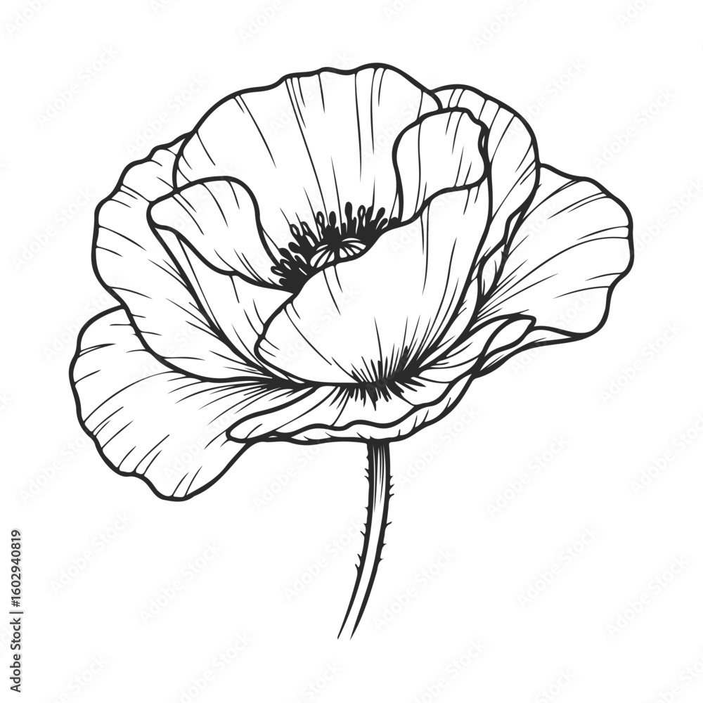 Poster detailed black and white line art of a poppy flower with intricate petal patterns – stock vector ico