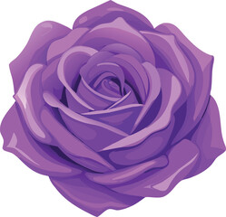 Purple rose bloom vector illustration flower petals