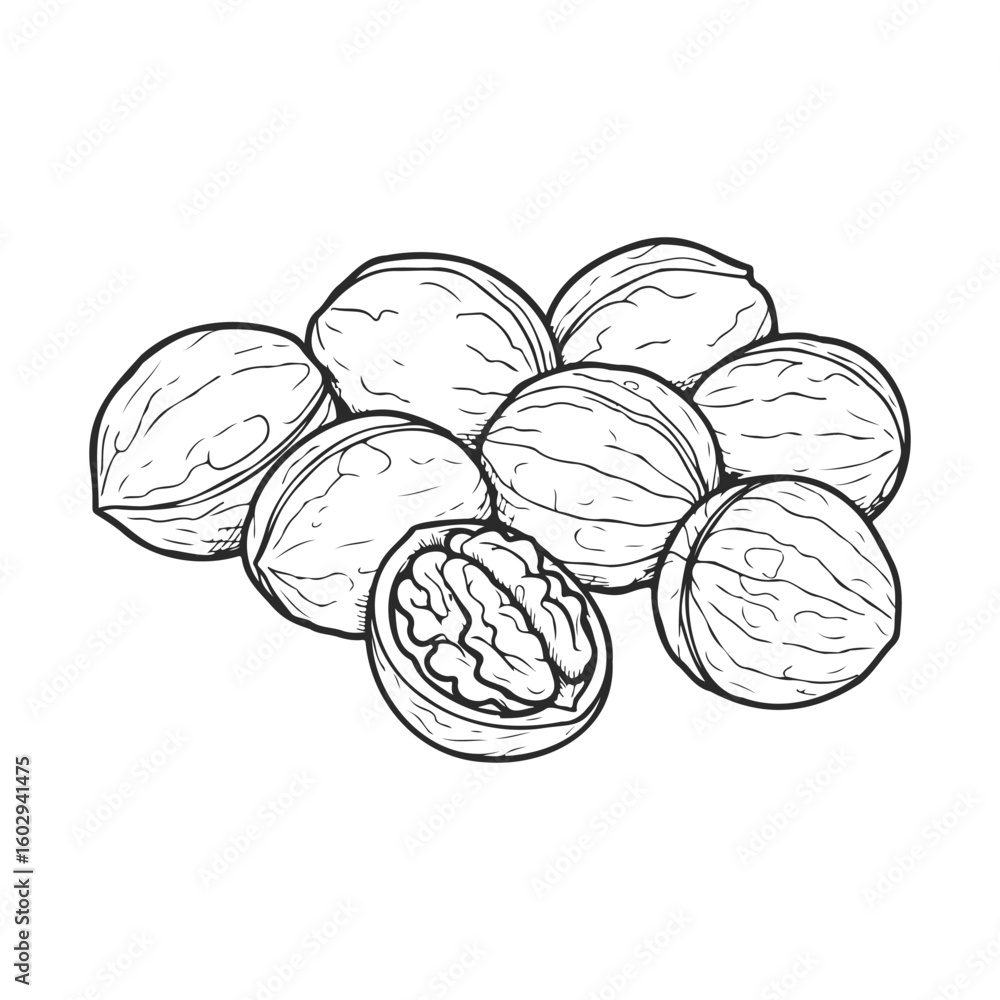 Poster hand-drawn illustration of walnuts in a pile with one open nut – stock vector icon in line style