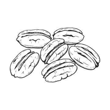 Hand-drawn illustration of cracked pecans on a white background &ndash; stock vector icon in line style