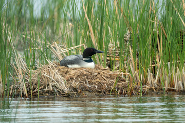 Common Loon adult on nest taken in central MN