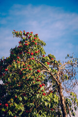 Low-angle view of rhododendron flowers in full bloom, bright red on a sunny day on Mardi Trek, Nepal. There is a clear blue sky with fluffy clouds. Idea for a natural background with copy space.