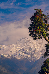 The front view of the Annapurna South peak is covered by snow on top with a Rhododendron in full bloom on the side in winter, Mardi Himal trek, Nepal. Idea for a nature background with copy space.