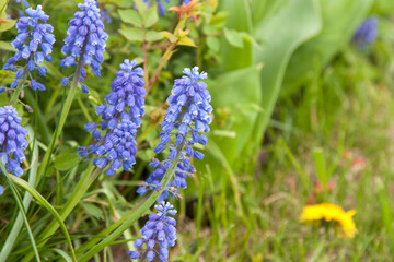 Blue spring flowers. Close-up of blooming grape hyacinths (Muscari) in vivid blue color. A vibrant spring floral scene with soft green background. For banner, cover, wallpaper