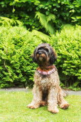 Sitzender Cockapoo zu Hause im Garten