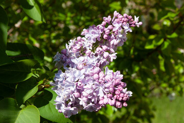 Close-up of vibrant purple lilac blossoms flourishing in a garden, capturing the essence of...