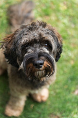 Porträt eines Cockapoo