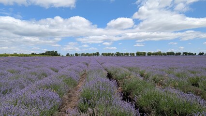 The Stunning Lavender Field Spreads Out Beautifully Under the Clear Blue Sky Above