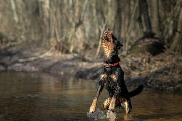 Jagdterrier jumping excitedly in the forest