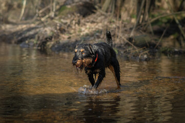 Jagdterrier walking through a forest stream