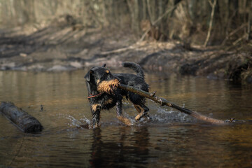 Jagdterrier playing in the water with a stick