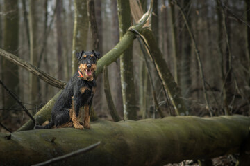 Jagdterrier holding a stick in the forest